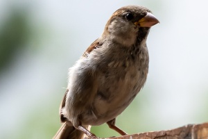 Sparrows in my garden