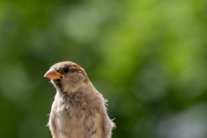 Sparrows in my garden
