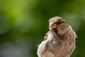 Sparrows in my garden