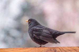 Blackbird