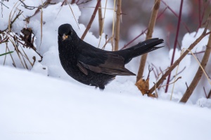 Blackbird