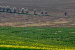 Bukovany wind mill and orchard with field