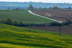 Bukovany wind mill and orchard with field