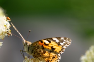Butterfly sitting on syringe flower next to my terrace
