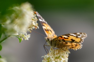 Butterfly sitting on syringe flower next to my terrace