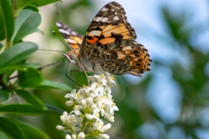 Butterfly sitting on syringe flower next to my terrace