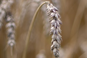 Field with ears of wheat in detail