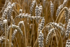 Field with ears of wheat in detail