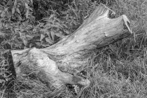 Field with ears of wheat in detail