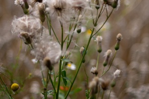 Field with ears of wheat in detail