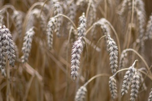 Field with ears of wheat in detail