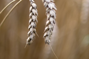 Field with ears of wheat in detail