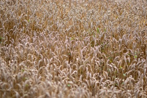Field with ears of wheat in detail
