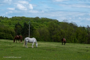 Gazing horses and sleeping ducks