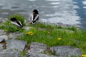 Gazing horses and sleeping ducks