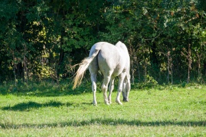 Horses grazing on a pasture