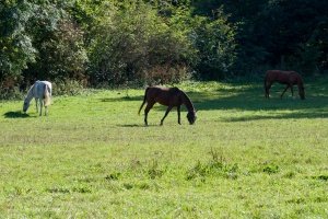 Horses grazing on a pasture