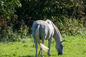 Horses grazing on a pasture