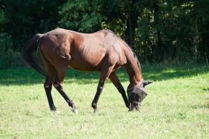 Horses grazing on a pasture