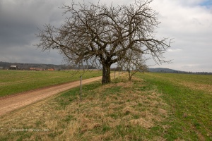 Landscape with a tree