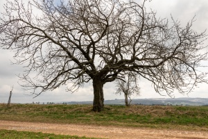 Landscape with a tree