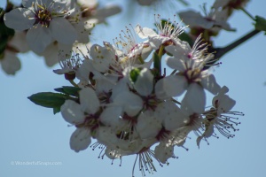 Landscapes with long lens