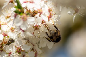 Landscapes with long lens