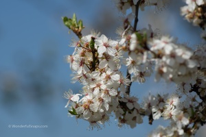 Landscapes with long lens