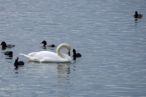 Lednice pond duck and swans