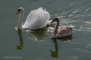 Lednice pond duck and swans