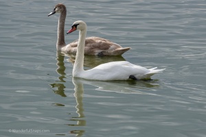 Lednice pond duck and swans