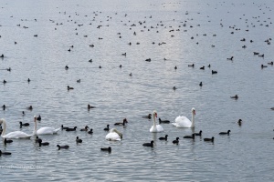 Lednice pond duck and swans