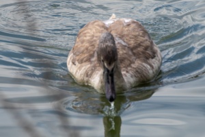 Lednice pond duck and swans