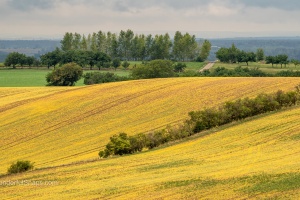 Moravian Tuscany trees and field waves in the late summer