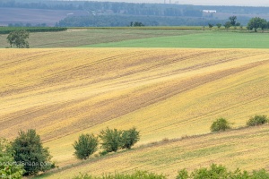 Moravian Tuscany trees and field waves in the late summer