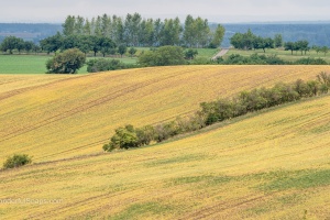 Moravian Tuscany trees and field waves in the late summer