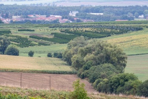 Moravian Tuscany trees and field waves in the late summer