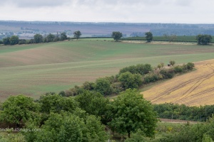 Moravian Tuscany trees and field waves in the late summer