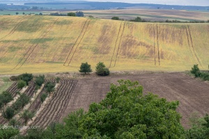 Moravian Tuscany trees and field waves in the late summer