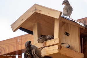 Sparrows in my garden