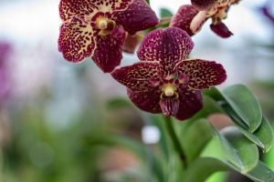 Exhibition of orchids in Vienna