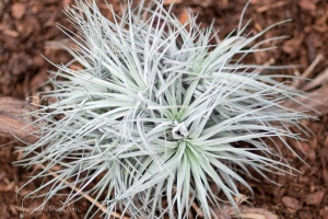 Exhibition of orchids in Vienna