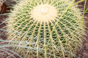 Exhibition of orchids in Vienna