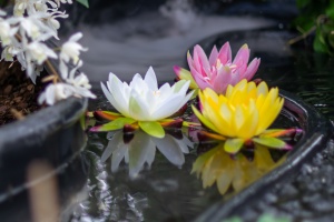 Exhibition of orchids in Vienna