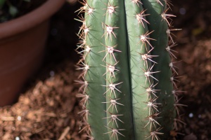 Exhibition of orchids in Vienna