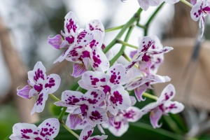 Exhibition of orchids in Vienna