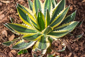 Exhibition of orchids in Vienna
