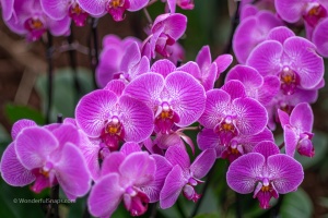 Exhibition of orchids in Vienna