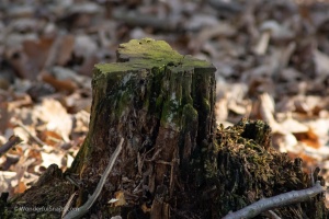 Wildlife on higher ISO