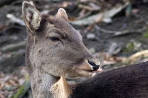 Wildlife on higher ISO